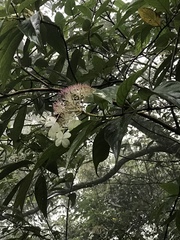Hydrangea longifolia