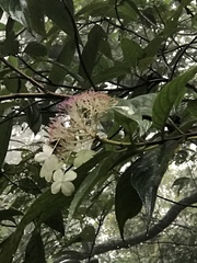 Hydrangea longifolia