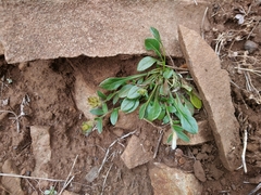 Ptilotus spathulatus