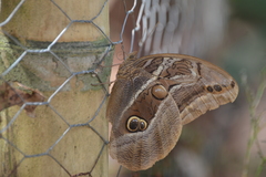 Eryphanis aesacus