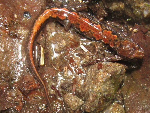 Desmognathus tilleyi