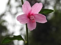 Urena procumbens