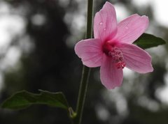 Urena procumbens