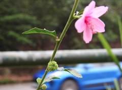 Urena procumbens