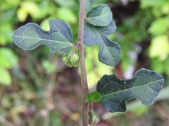 Urena procumbens