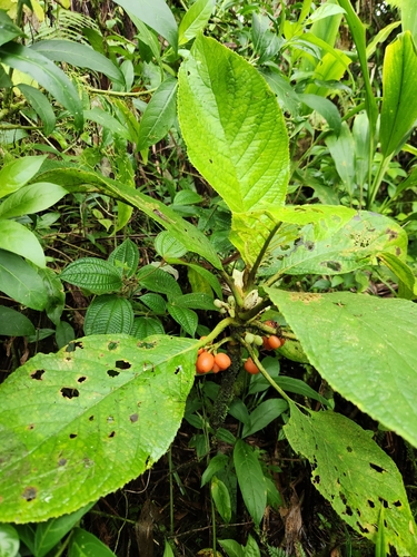 Cyrtandra pogonantha observed 2025-06-12