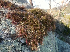 Dendrobium striolatum