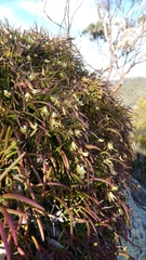 Dendrobium striolatum