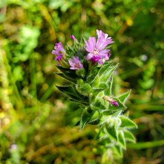 Epilobium densiflorum