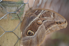 Eryphanis aesacus