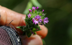 Epilobium densiflorum