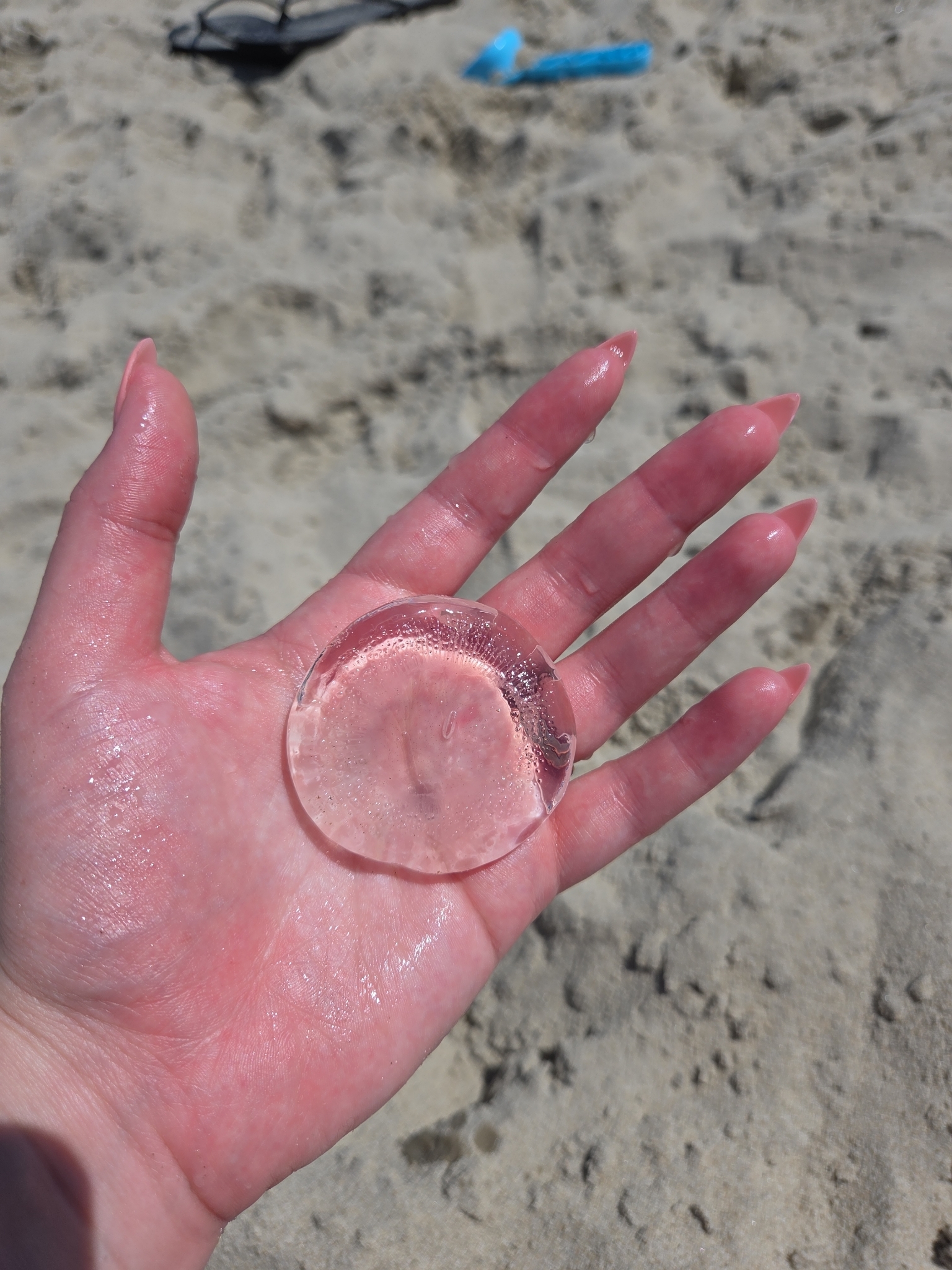 Rhacostoma atlanticum L.Agassiz, 1851