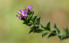 Epilobium densiflorum