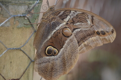 Eryphanis aesacus