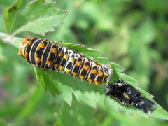 Papilio machaon