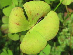 Marsilea quadrifolia