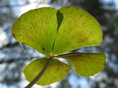 Marsilea quadrifolia