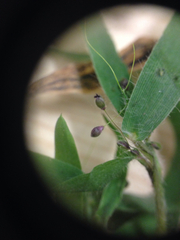 Panicum philadelphicum