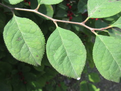 Ilex serrata