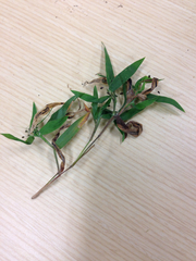 Panicum philadelphicum