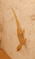 Algerian Wall Gecko photo 3
