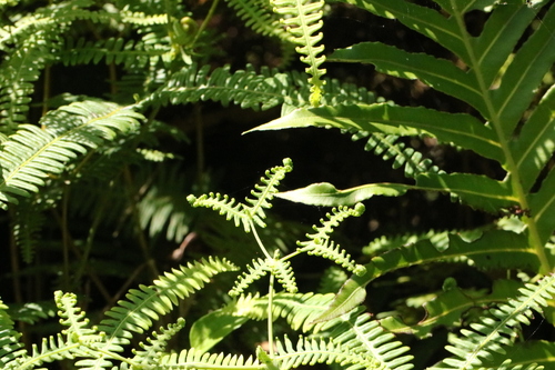 Drooping forkedfern (Dicranopteris flexuosa)