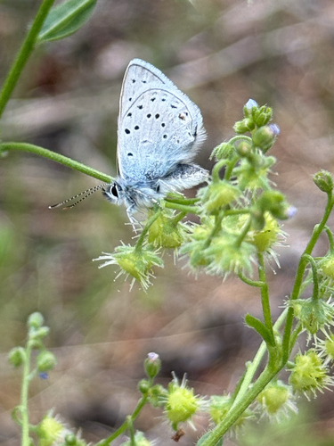 iNaturalist observation photo of Greenish Blue