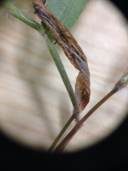 Panicum philadelphicum