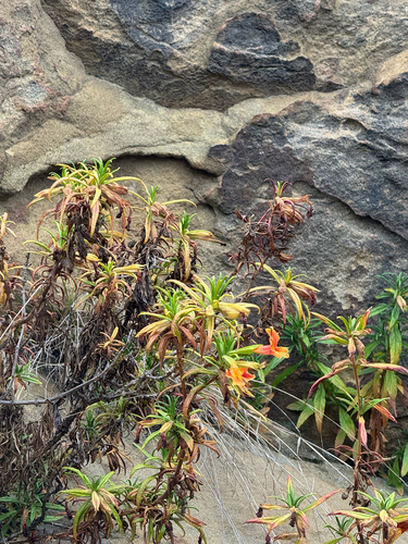 Southern bush monkeyflower (Diplacus longiflorus)