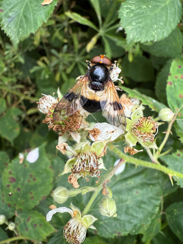 Pellucid Hover Fly