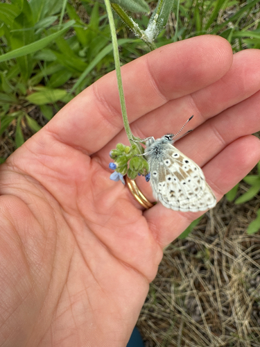 iNaturalist observation photo of Sierra Blue