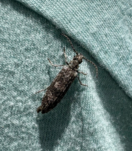 iNaturalist observation photo of Priacma bleach beetle