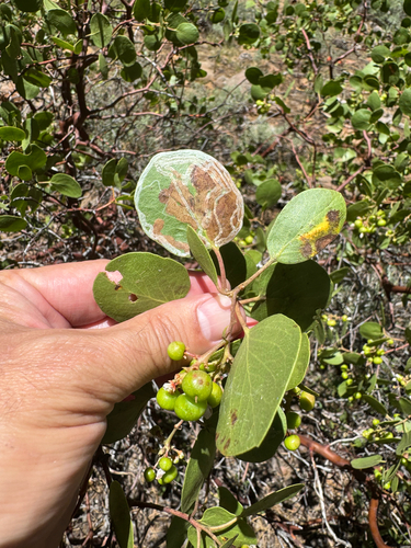 iNaturalist observation photo of Winged and Once-winged Insects