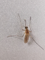 Culex quinquefasciatus