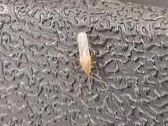 Culex quinquefasciatus