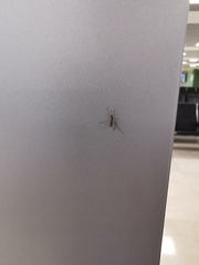 Culex quinquefasciatus