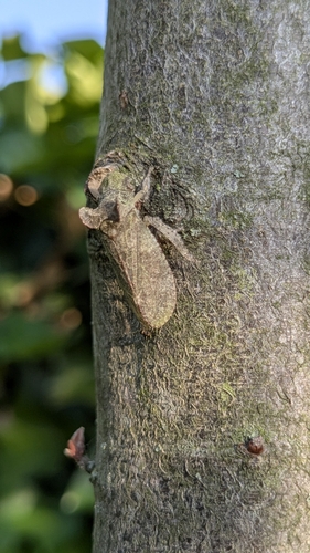 Horned Leafhopper, 6121 HN Born, Nederland, photo 10 of 10