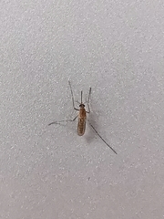 Culex quinquefasciatus