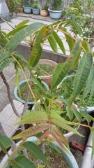 Toona sinensis sinensis