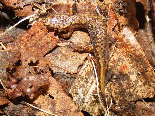 Northern Pygmy Salamander, Desmognathus organi