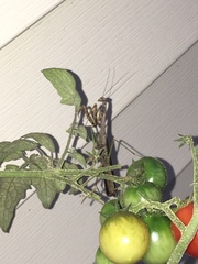 Stagmomantis carolina