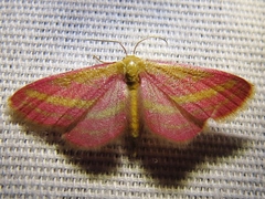 Leptostales laevitaria