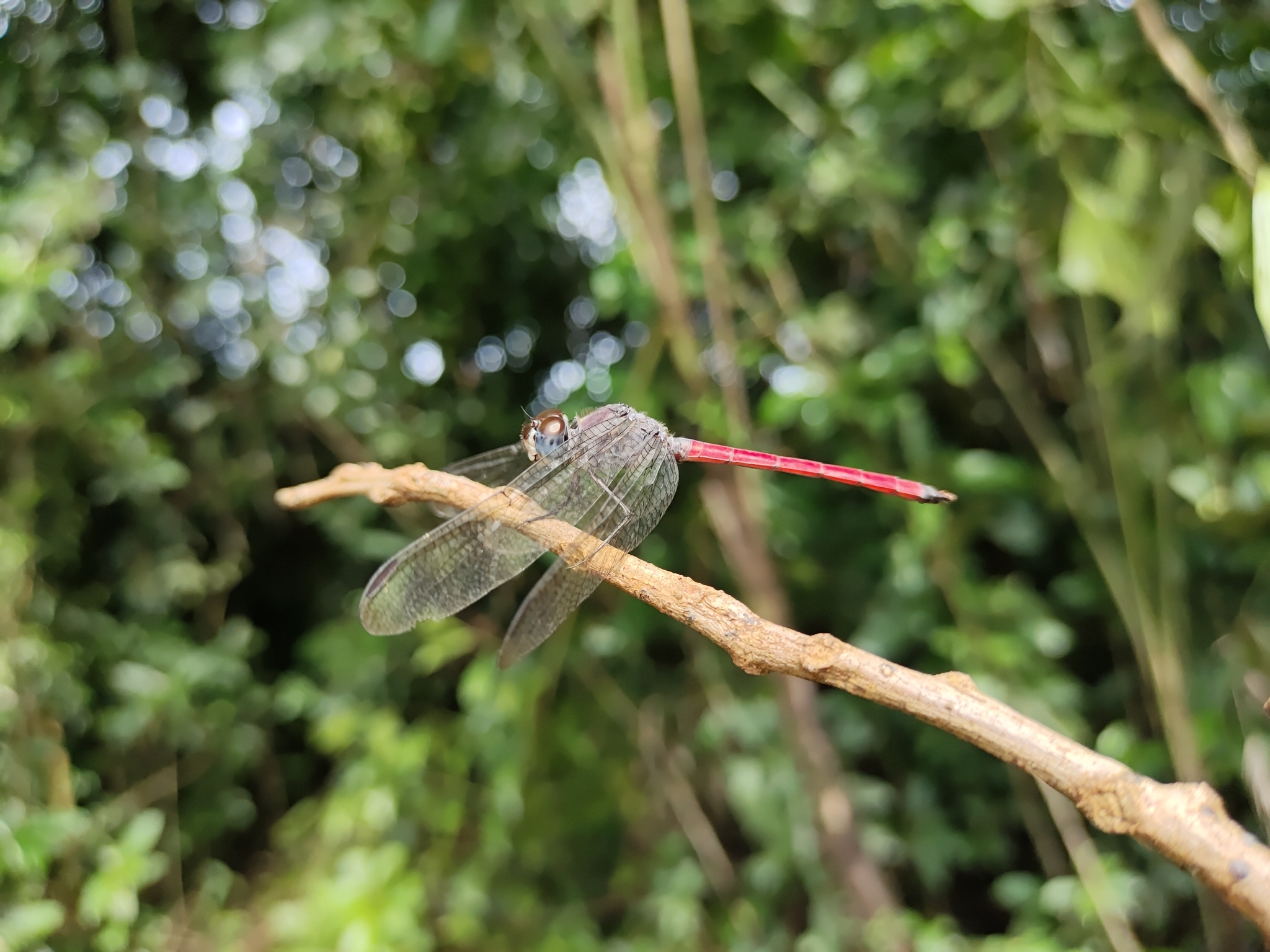 Asiatic Bloodtail