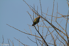Poicephalus meyeri transvaalensis