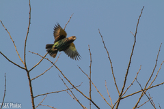 Poicephalus meyeri transvaalensis