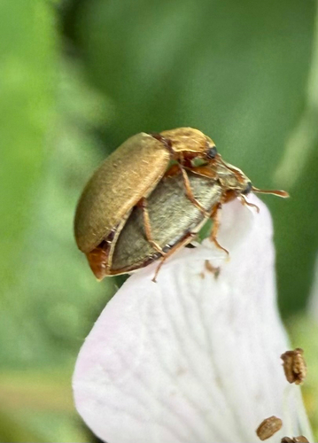 Raspberry Beetle