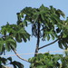 Cecropia obtusa - Photo (c) Uditt,  זכויות יוצרים חלקיות (CC BY-NC), הועלה על ידי Uditt