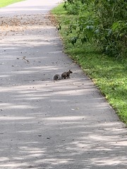 Sciurus carolinensis