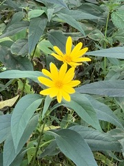 Helianthus tuberosus