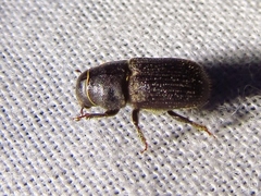 Dendroctonus terebrans